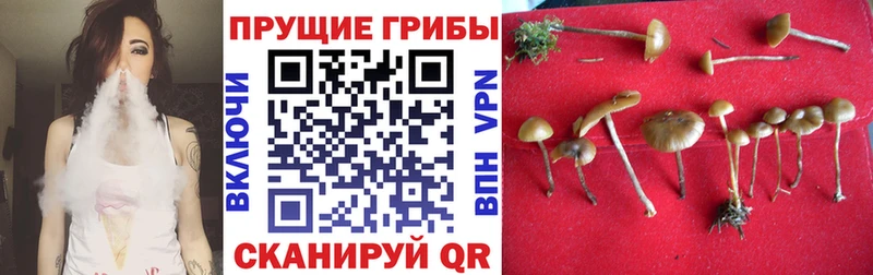 закладка  Среднеколымск  Галлюциногенные грибы Psilocybe 